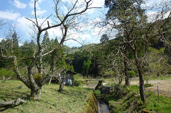 丹波篠山大山上